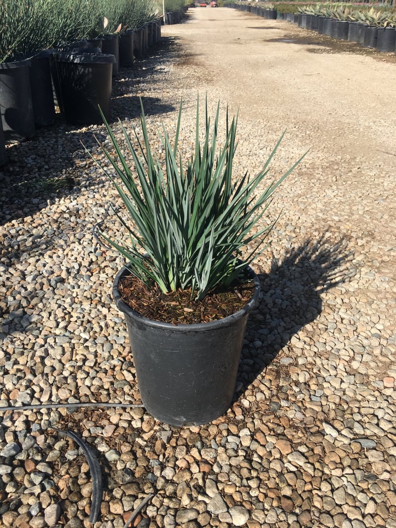 Photo for Dianella revoluta (Revoluta Flax Lily)