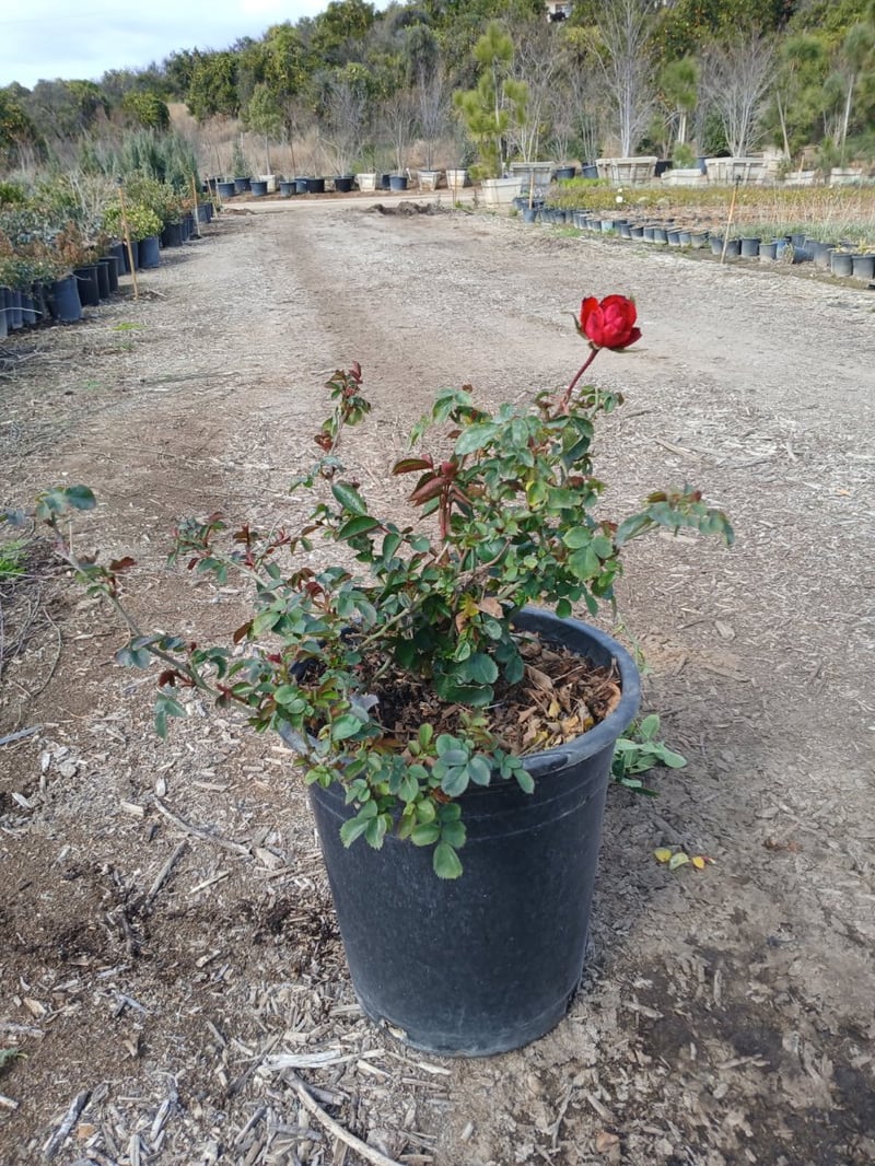 Photo for Rosa 'Iceberg Red' (Red Iceberg Rose)