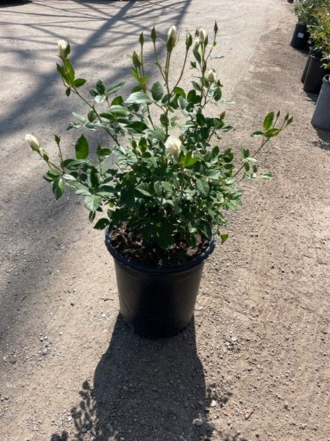 Photo for Rosa 'Iceberg' (White) (Iceberg Shrub Rose)