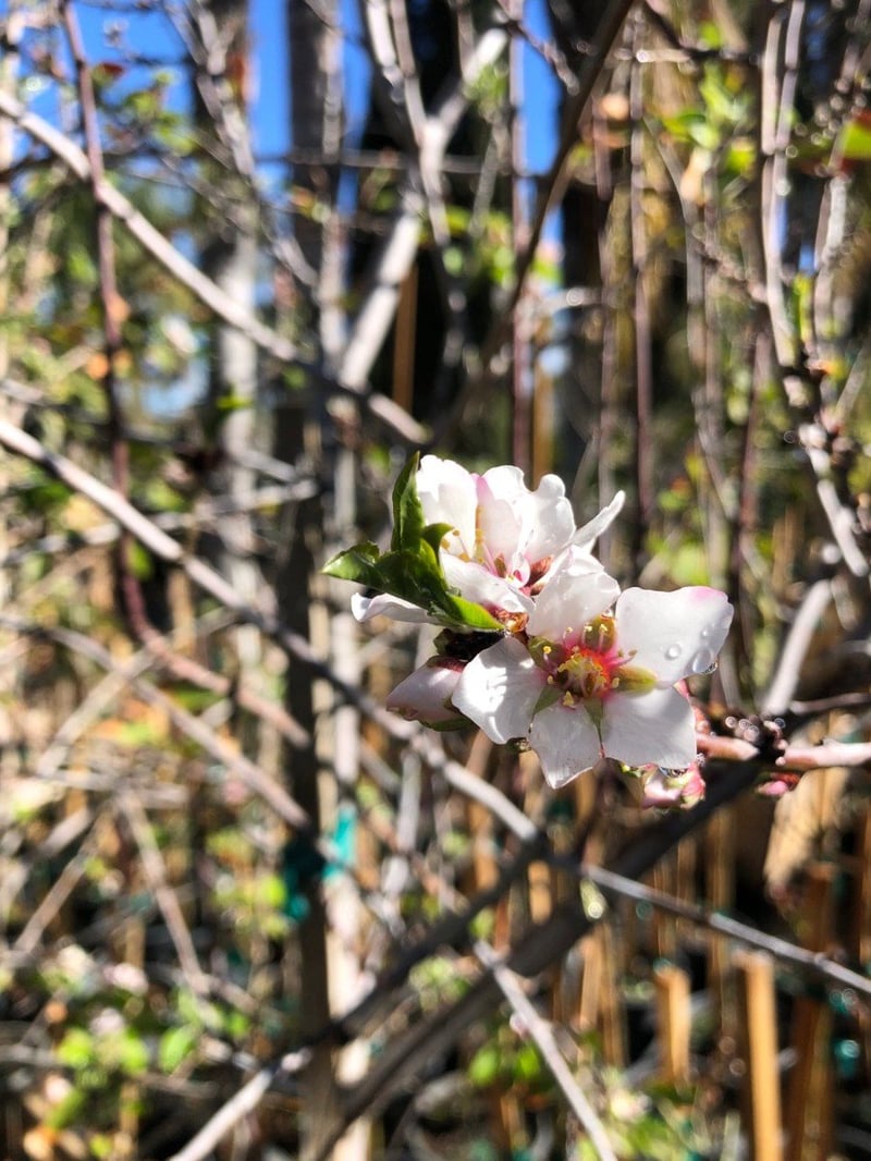 Photo for Prunus dulcis (Almond Tree)