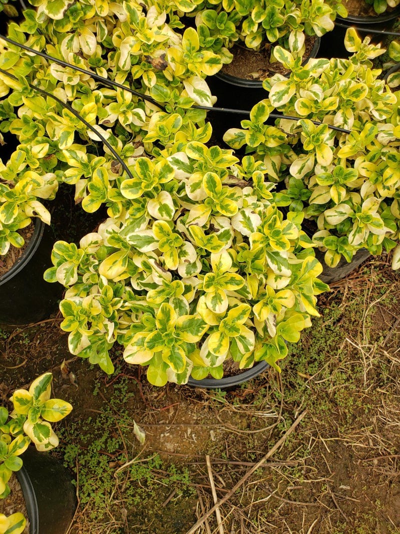 Photo for Coprosma repens 'Taupata Gold' (Gold Splash Mirror Plant)