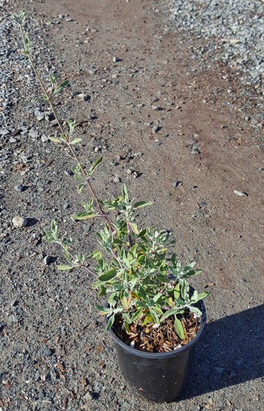 Photo for Salvia clevelandii 'Pozo Blue' (Gray Musk Sage)