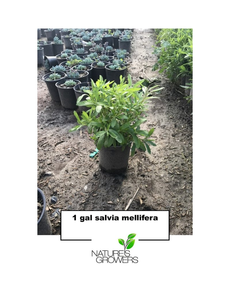 Photo for Salvia mellifera (Black Sage, Honey Sage)