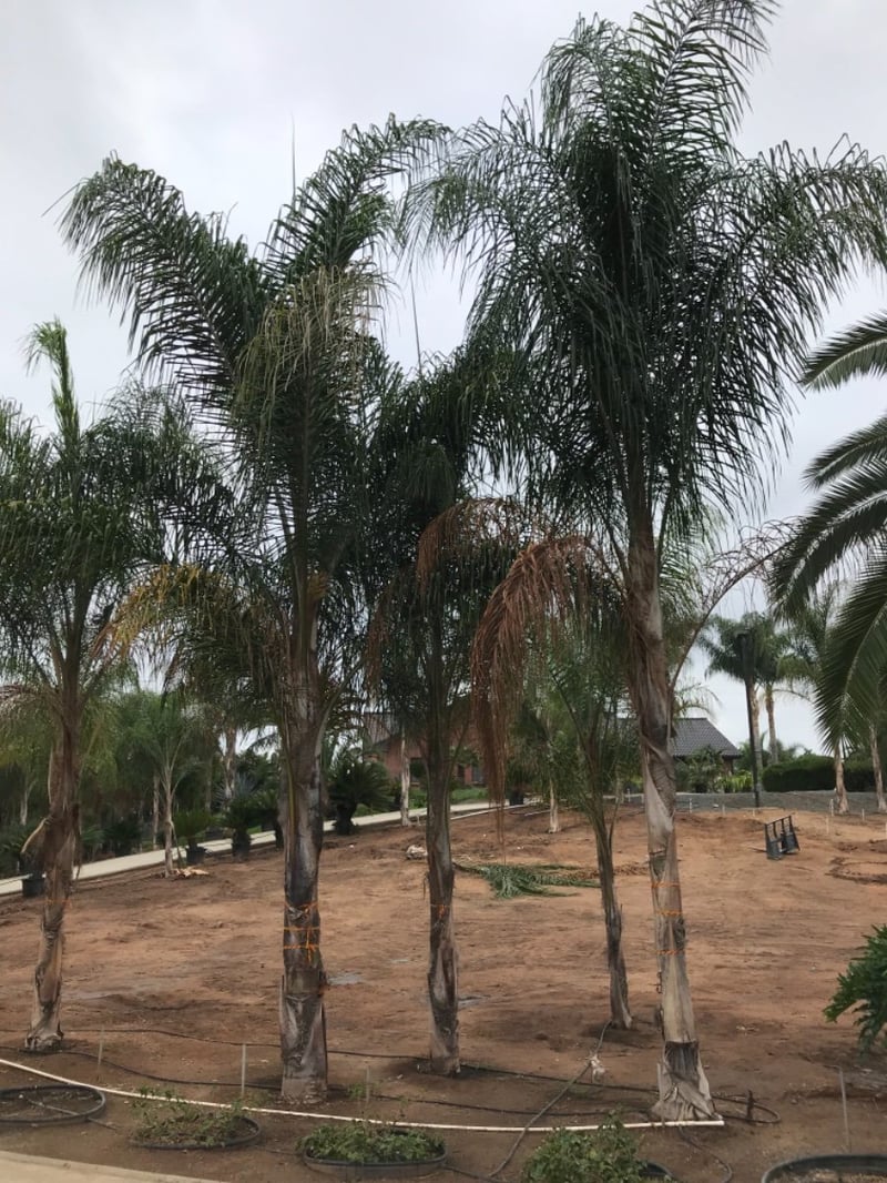 Photo for Arecastrum romanzoffianum (Queen Palm)