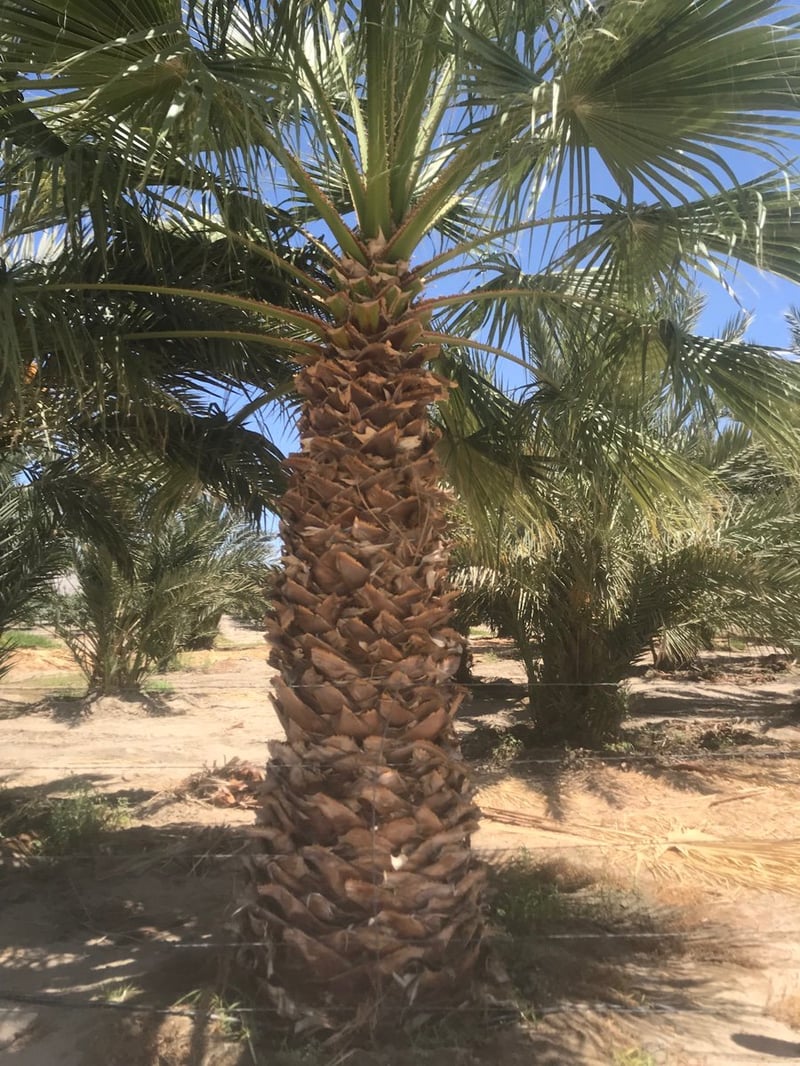 Photo for Washingtonia filifera (California Fan Palm)