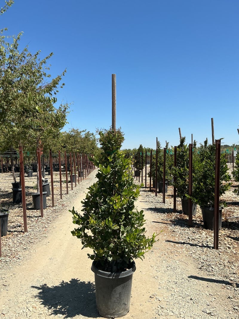 Photo for Ligustrum japonicum 'Texanum' (Column) (Waxleaf Privet)