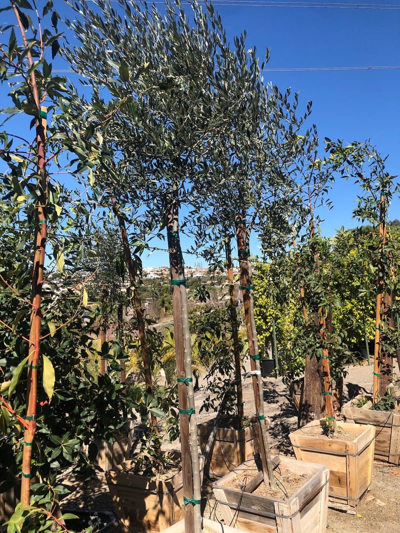 Photo for Olea europaea 'Fruitless' (Standard) (Fruitless Olive)