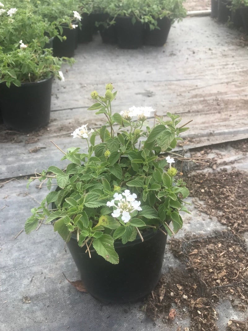 Photo for Lantana montevidensis 'White Lightning' (Pure White Lantana)