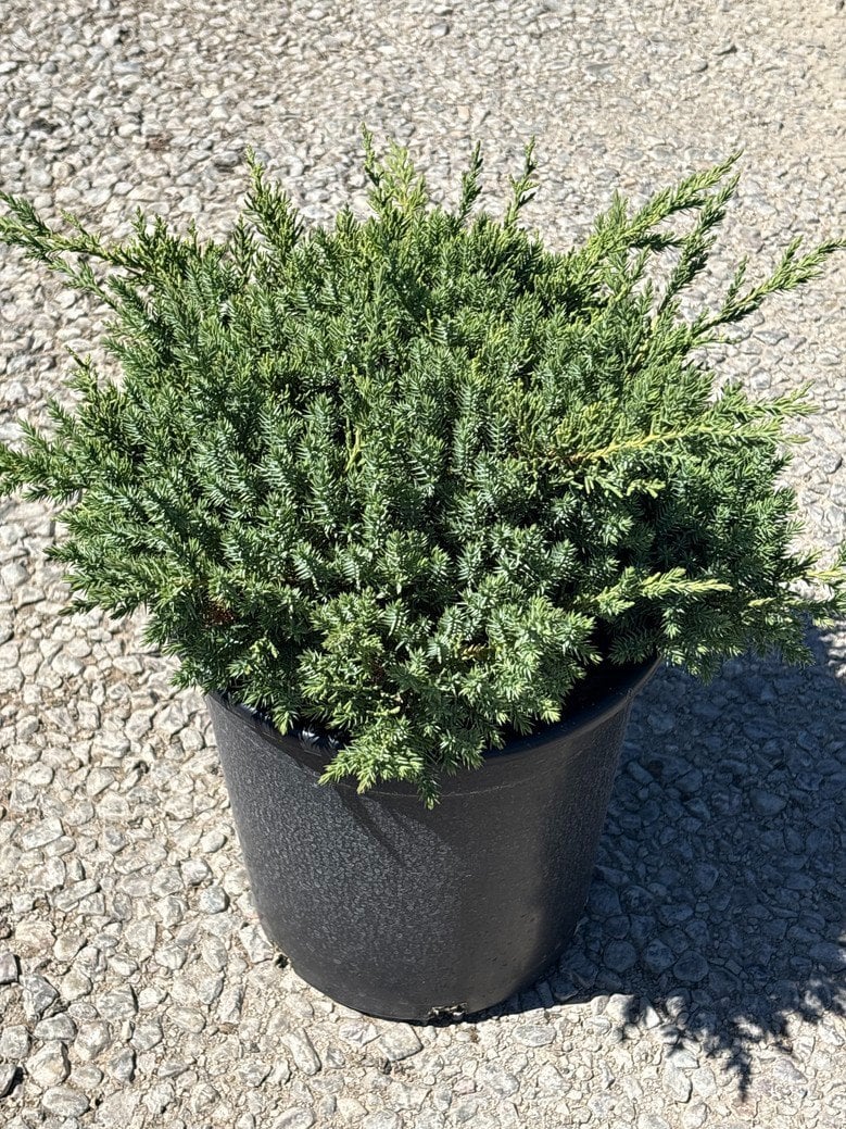 Photo for Juniperus chinensis 'San Jose' (San Jose Juniper)