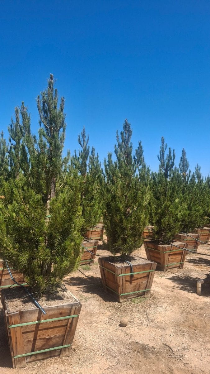 Photo for Pinus eldarica (Afghan Pine)