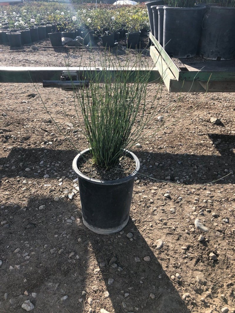 Photo for Chondropetalum elephantinum (Large Cape Rush)