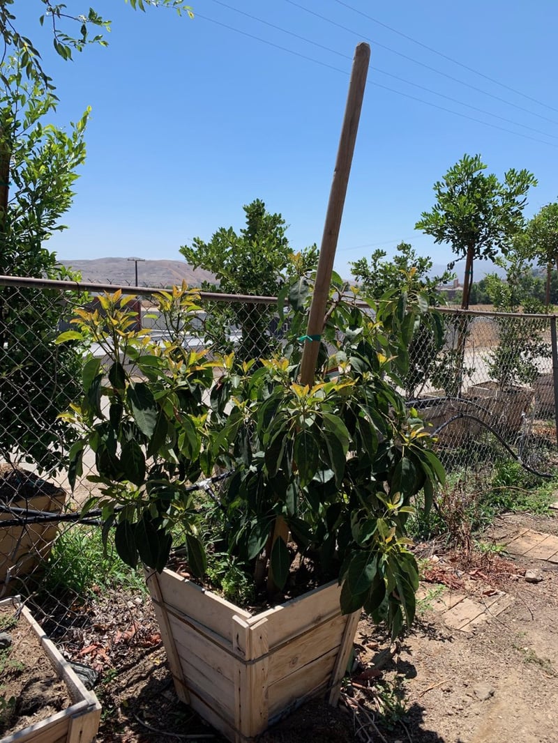 Photo for Persea americana 'Fuerte' (Fuerte Avocado)