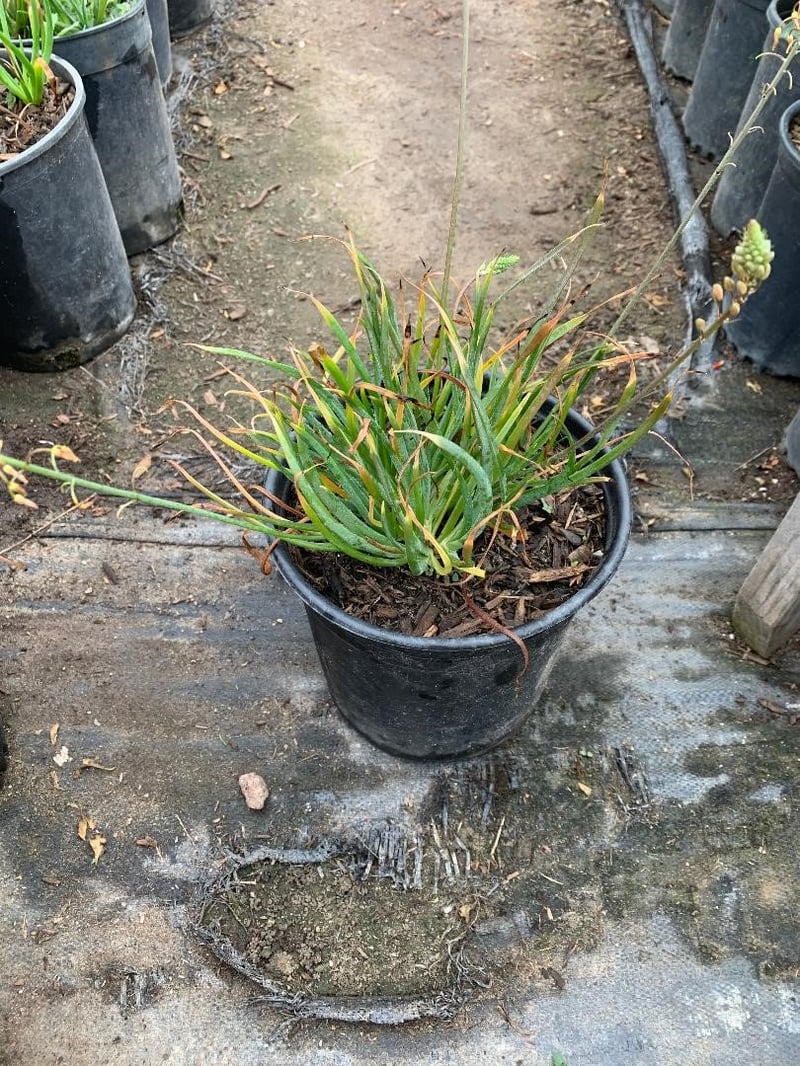 Photo for Bulbine frutescens 'Orange' (Stalked Bulbine)