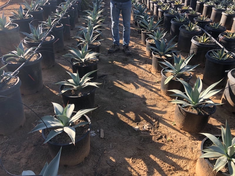Photo for Agave weberi (Weber Agave)
