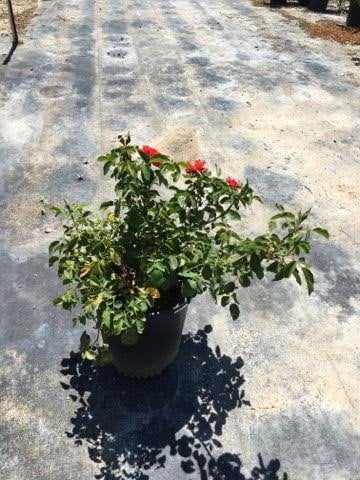 Photo for Rosa 'Trumpeter' (Trumpeter Rose)