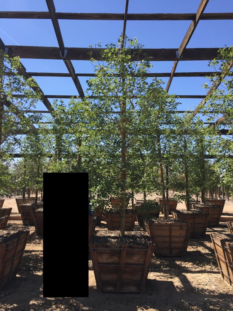 Photo for Dalbergia sissoo (North Indian Rosewood)