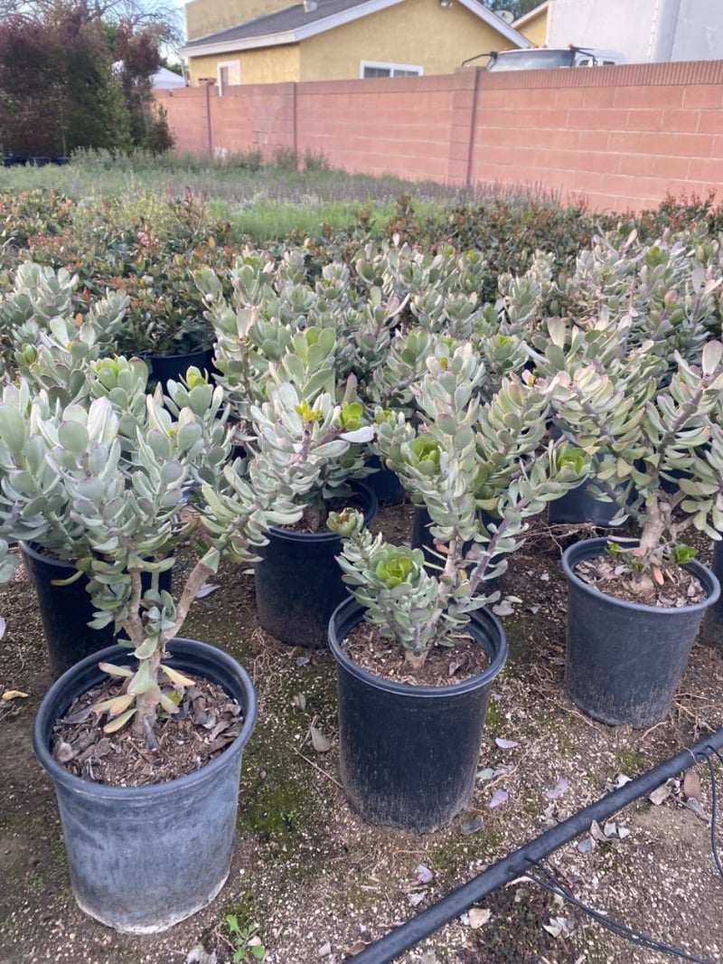 Photo for Senecio decaryi (Madagascar Senecio)