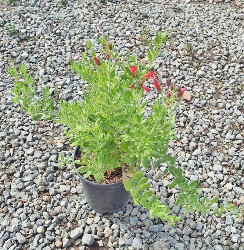 Photo for Galvezia speciosa ‘Firecracker’ (Firecracker Island Bush Snapdragon)