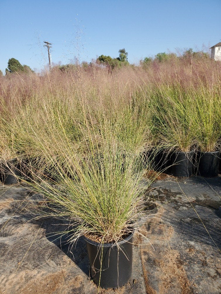 Photo for Muhlenbergia capillaris 'Pink Cloud' (Pink Cloud Muhly)