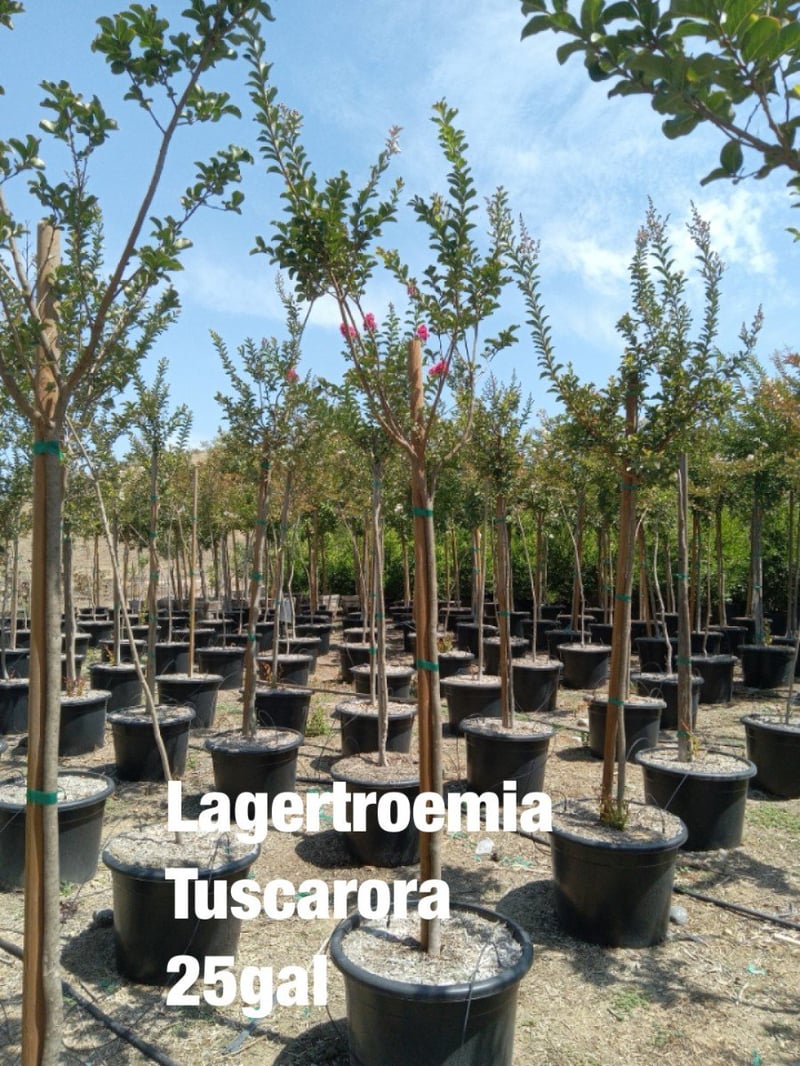 Photo for Lagerstroemia indica x fauriei 'Tuscarora' (Tuscarora Crape Myrtle)