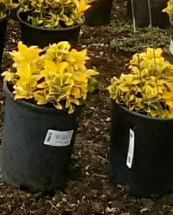 Photo for Euonymus japonicus 'Aureo-marginatus' (Golden Euonymus)
