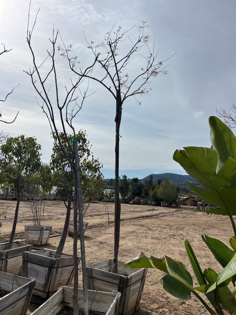 Photo for Jacaranda mimosifolia (Standard) (Jacaranda)