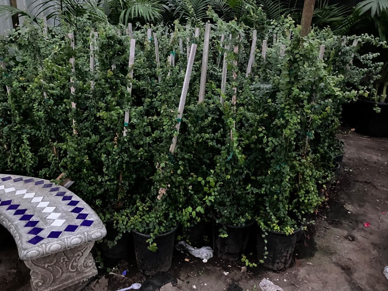 Photo for Ficus pumila (F. repens) (Creeping Fig, Fig Ivy)