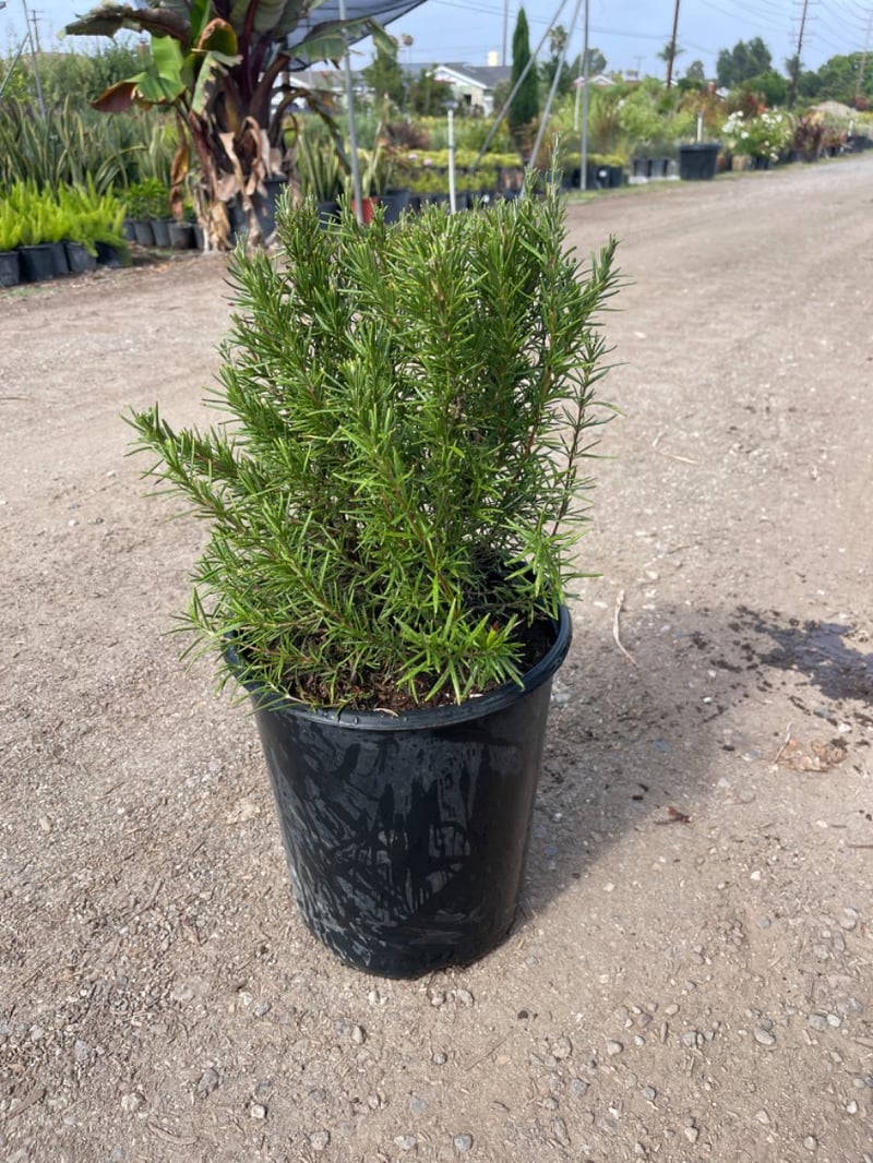 Photo for Rosemary officinalis 'Upright' (Upright Rosemary)