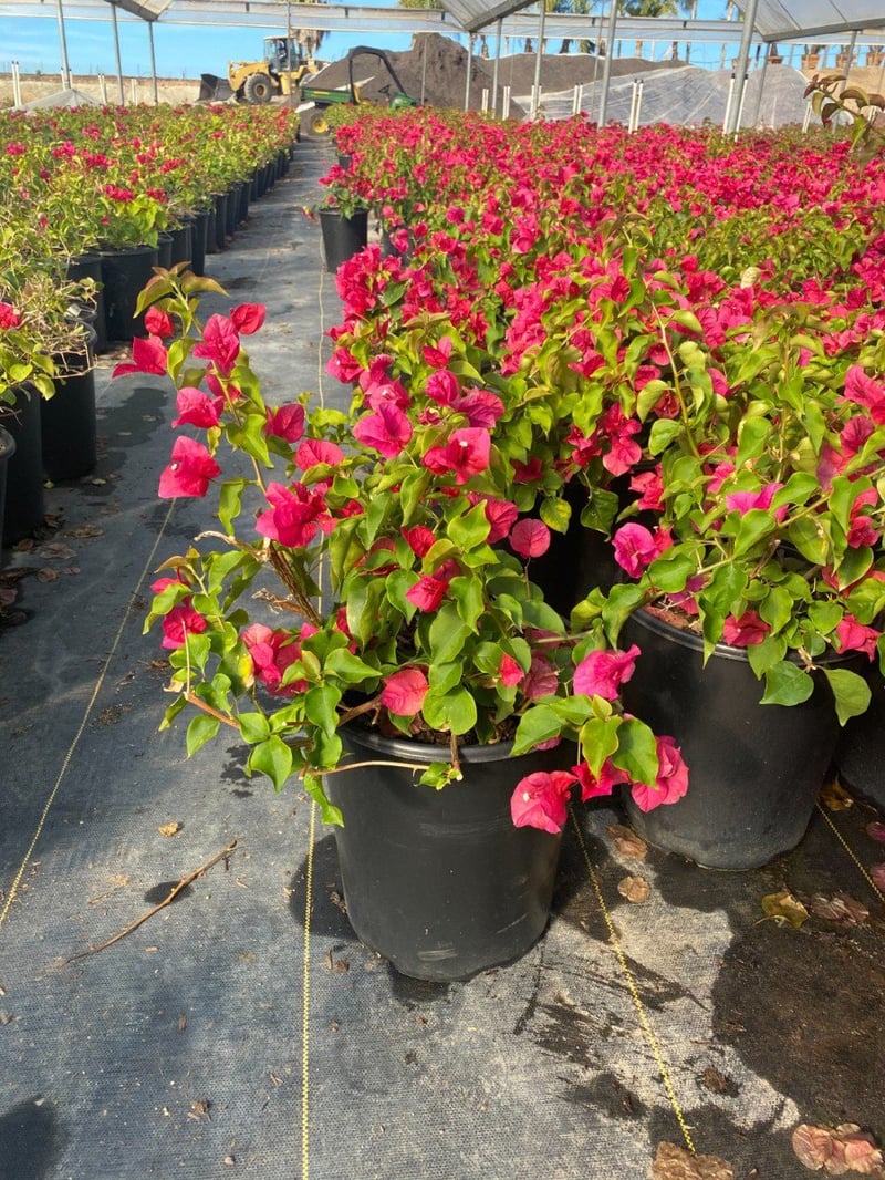 Photo for Bougainvillea 'La Jolla' (Shrub) (La Jolla Bougainvillea)