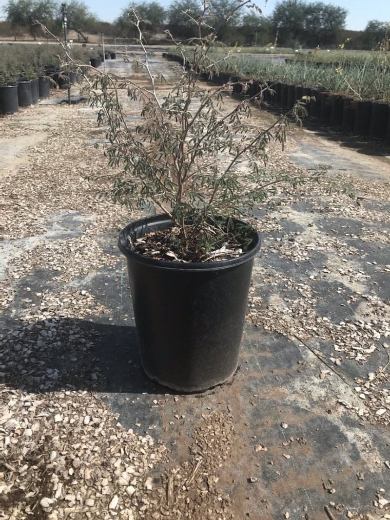 Photo for Calliandra eriophylla (Fairy Duster)