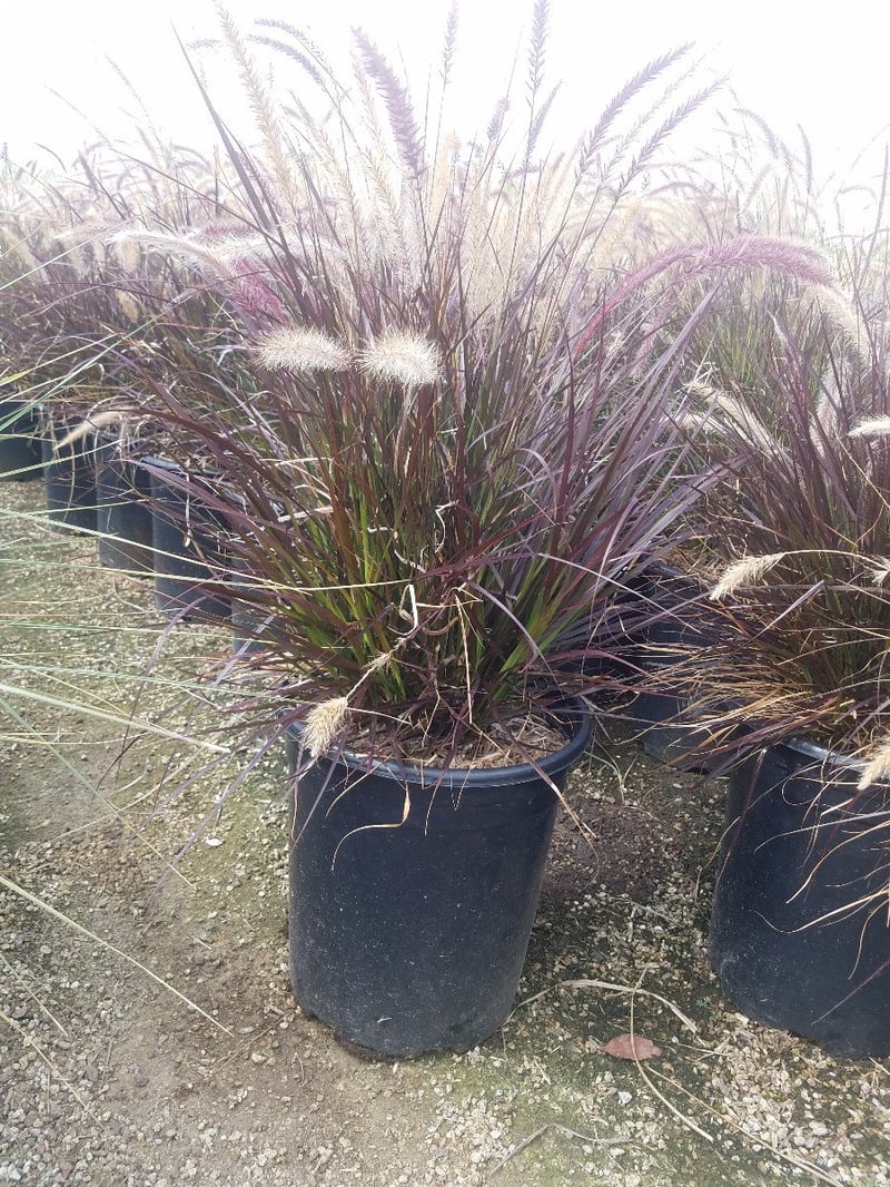 Photo for Pennisetum setaceum 'Rubrum' (Purple Fountain Grass)