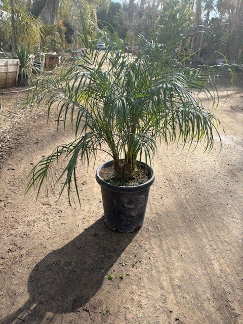 Photo for Phoenix roebelenii (Multi) (Pygmy Date Palm)