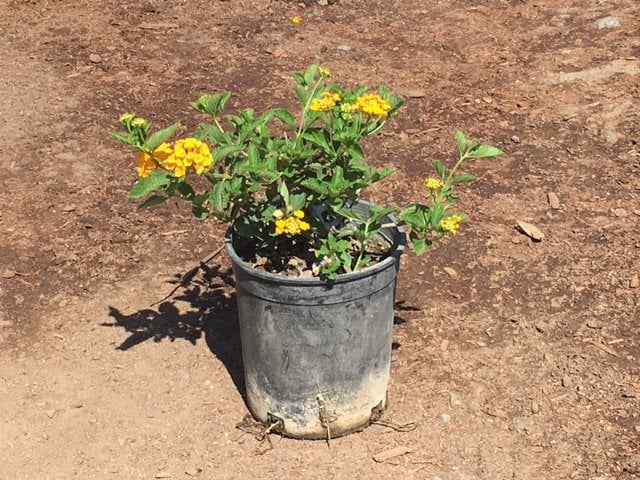Photo for Lantana x 'New Gold' (New Gold Lantana)