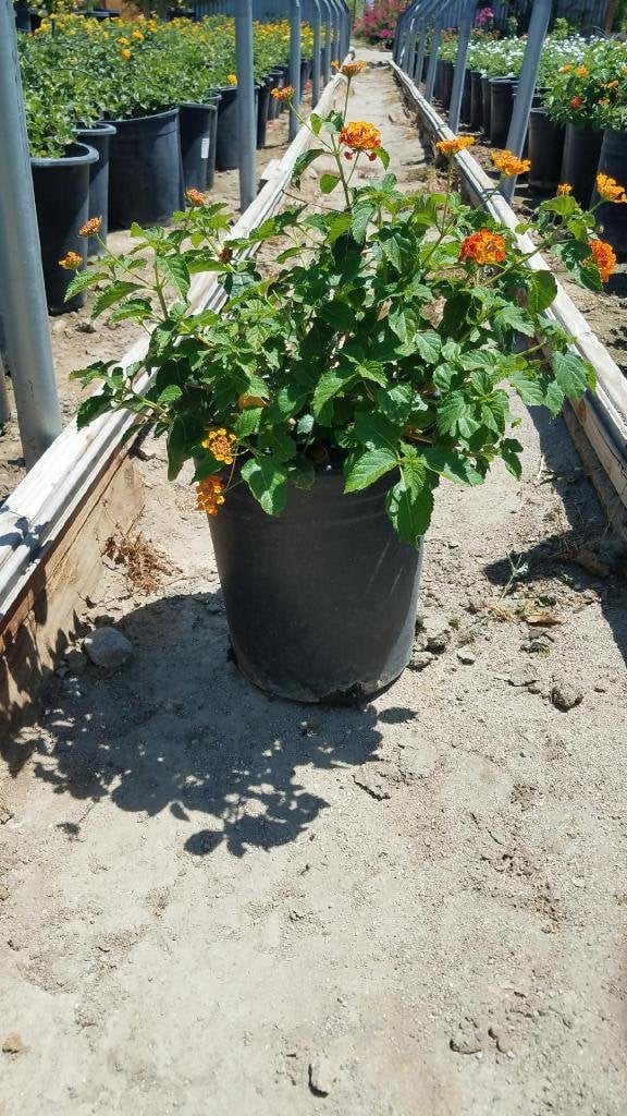 Photo for Lantana camara 'Radiation' (Radiation Bush Lantana)