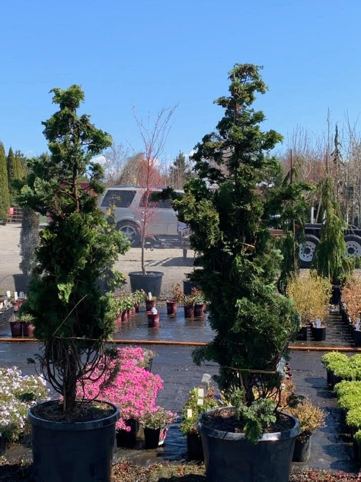 Photo for Chamaecyparis obtusa 'Gracilis' (Slender Hinoki Cypress)
