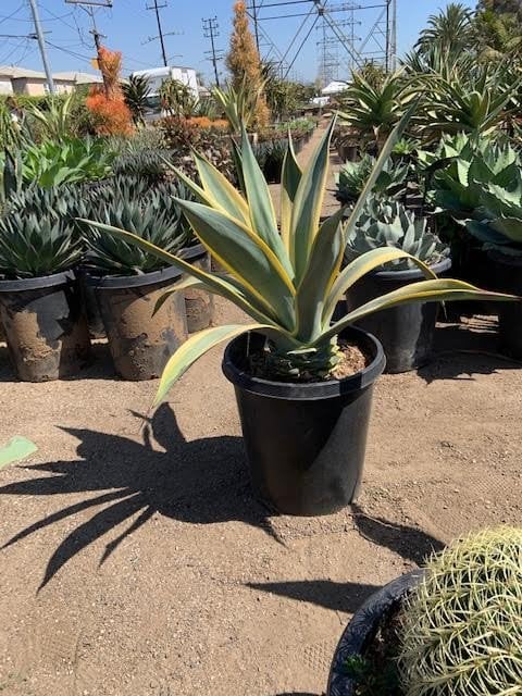 Photo for Agave weberi 'Arizona Star' (Variegated Weber Agave)