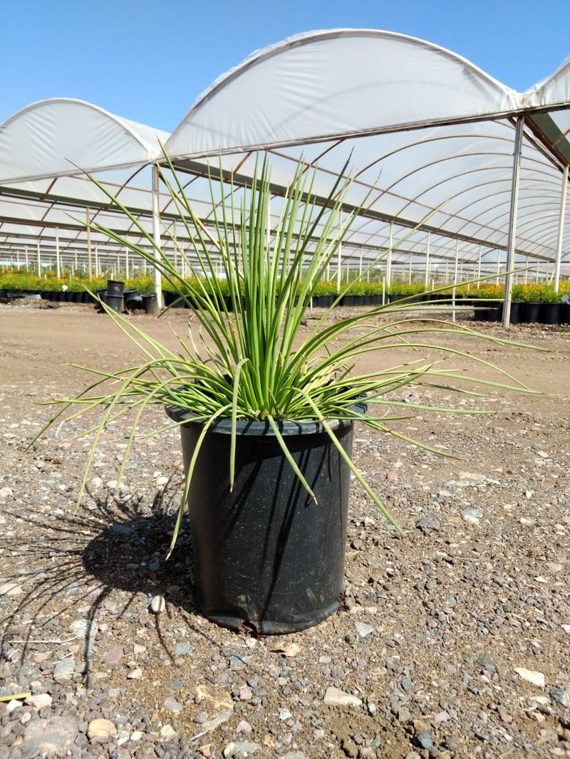 Photo for Agave geminiflora (Twin-flowered Agave)