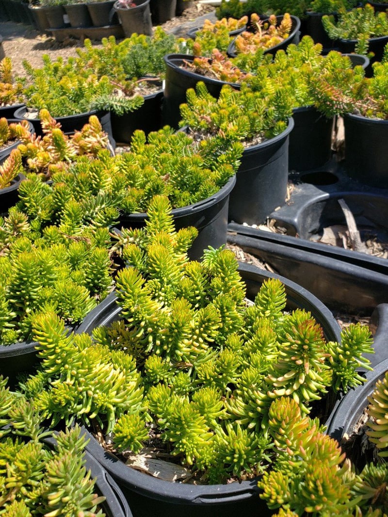 Photo for Sedum rupestre 'Angelina' (Angelina Stonecrop)