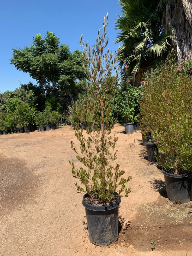 Photo for Dodonea viscosa (Hopseed Bush)