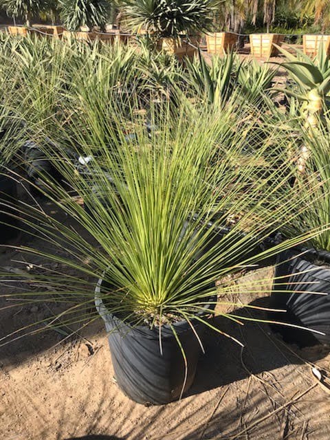 Photo for Dasylirion longissimum (Mexican Grass Tree)