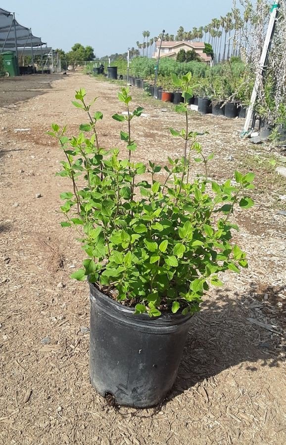 Photo for Salvia microphylla 'Hot Lips' (Hot Lips Sage)
