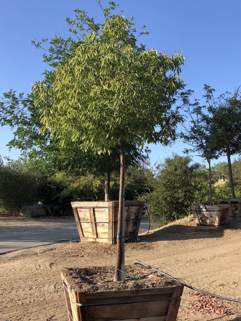 Photo for Cinnamomum camphora (Standard) (Camphor Tree)