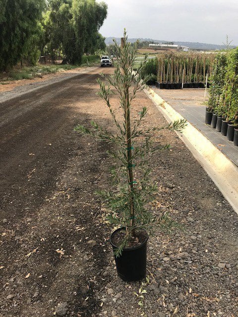 Photo for Callistemon viminalis 'Slim' (Slim Bottle Brush)