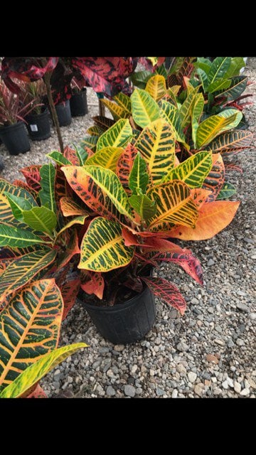 Photo for Codiaeum spp (Croton)