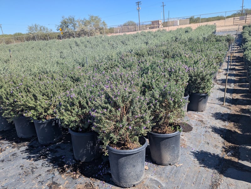 Photo for Leucophyllum frutescens 'Little Lynn' (Little Lynn Texas Ranger)