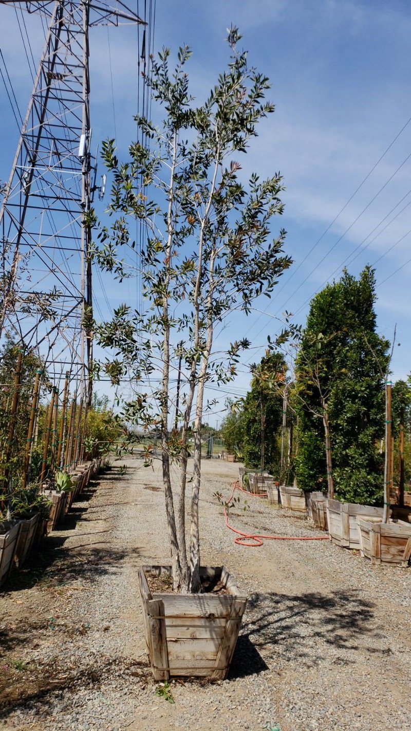 Photo for Melaleuca quinquenervia (Cajeput Tree, Paperbark Tree)