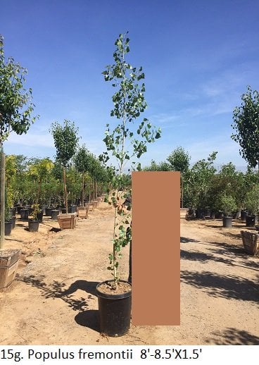 Photo for Populus fremontii (Standard) (Fremont Cottonwood)