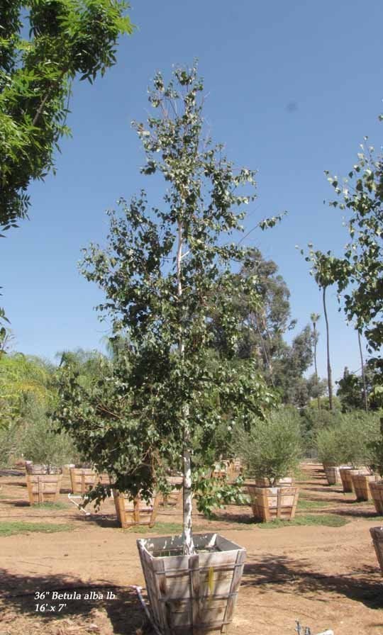 Photo for Betula pendula (European White Birch (East Asian Birch))