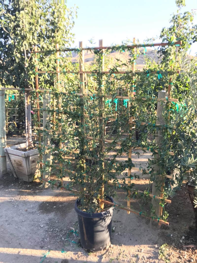 Photo for Rosa banksiae 'Alba Plena' (Espalier) (White Lady Banks Climbing Rose)