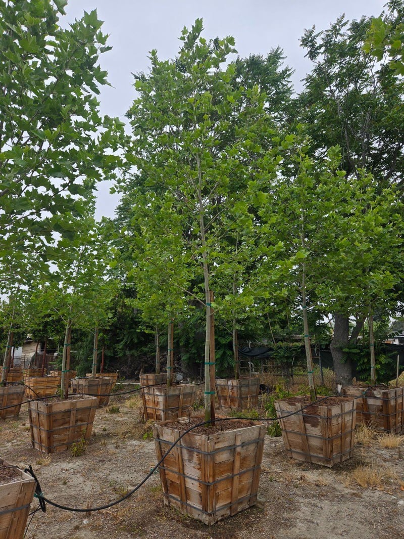 Photo for Platanus x acerifolia (London Plane Tree)